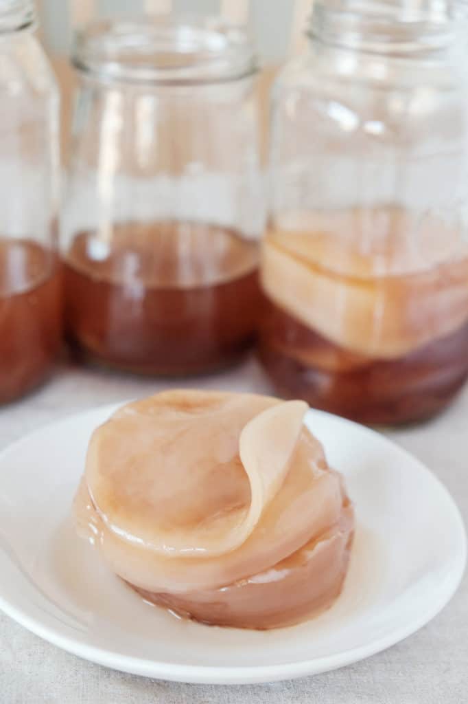 A kombucha scoby on a white plate