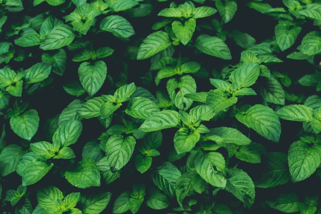Want to start using essential oils? Read this first! A garden patch of peppermint