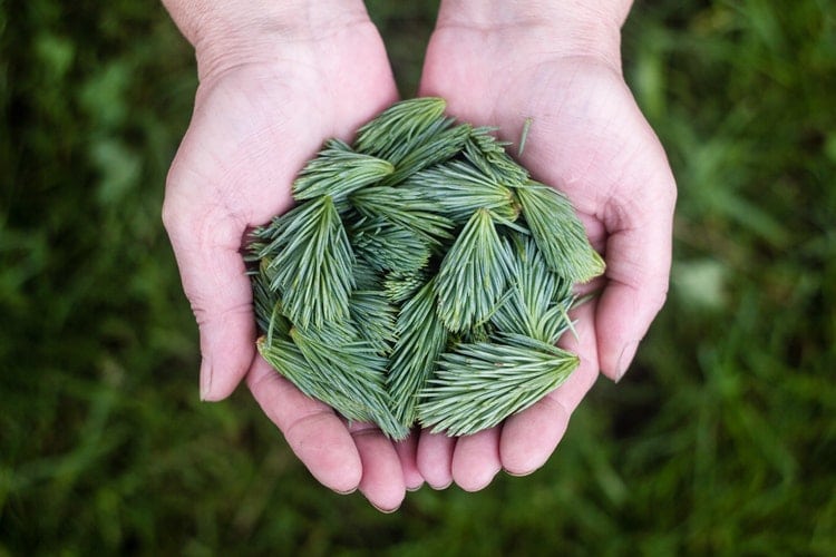 Want to start using essential oils? Read this first! Hands holding pine needles
