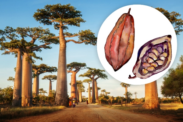 Beautiful baobab trees in Africa, and a drawing of the baobab fruit